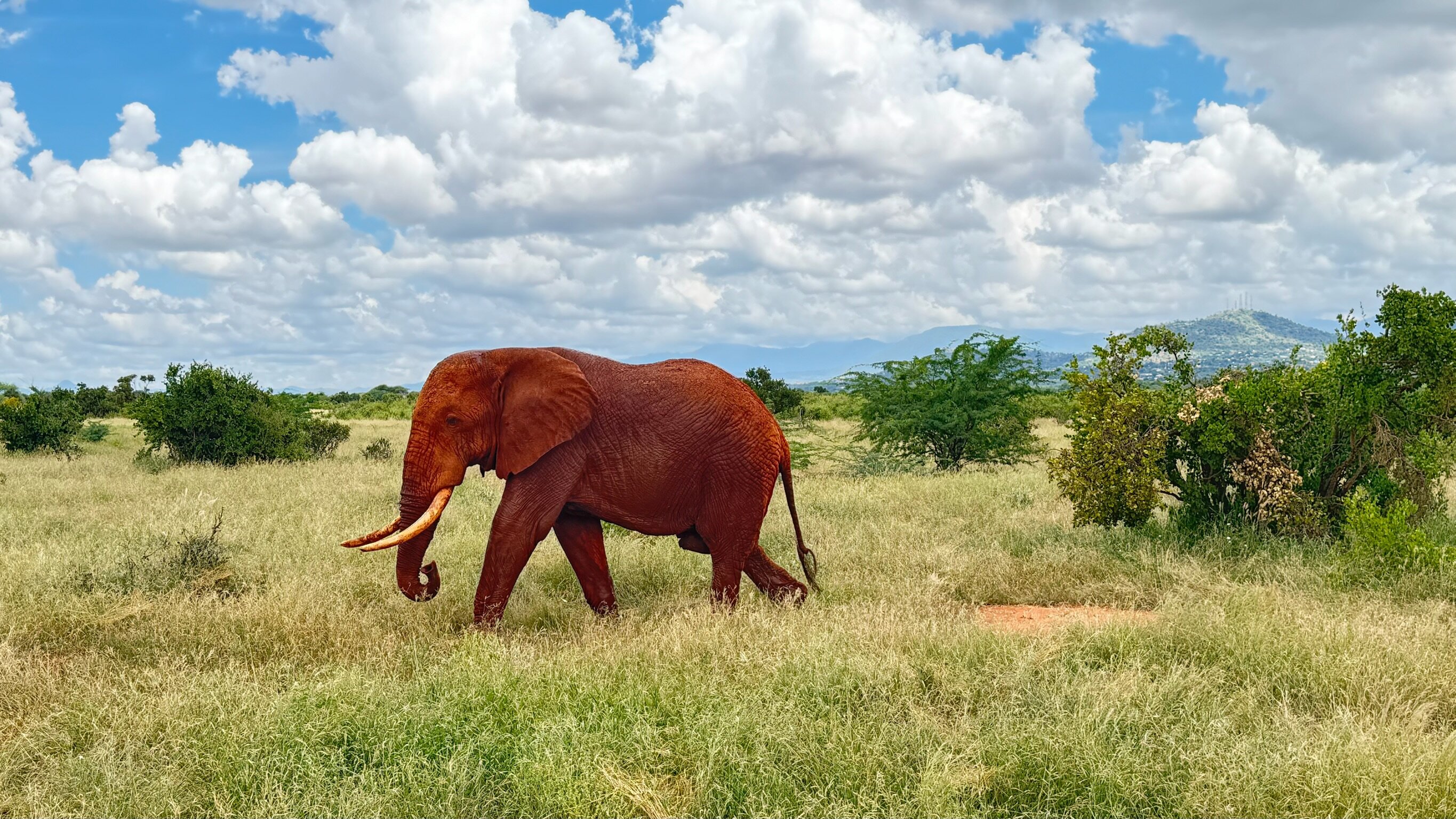 Tsavo Safari