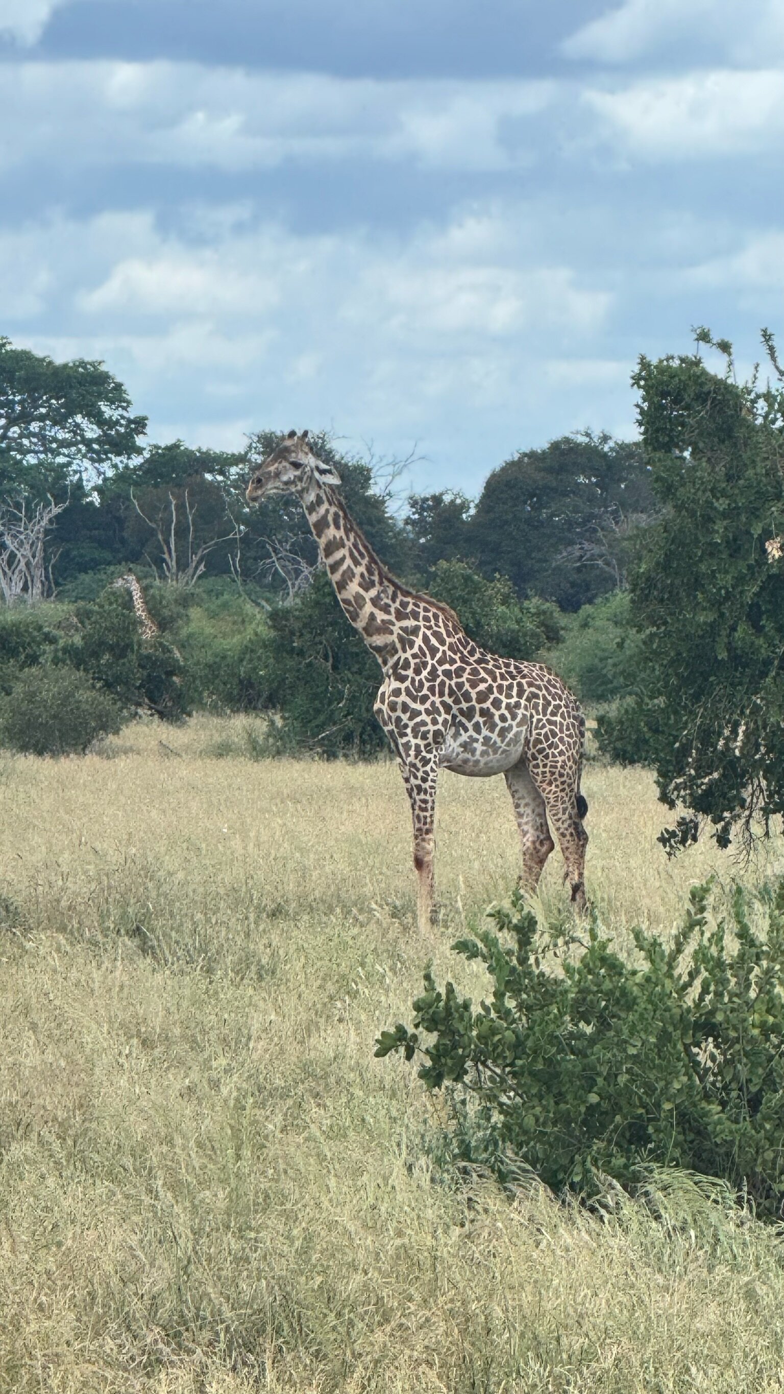 Giraffe