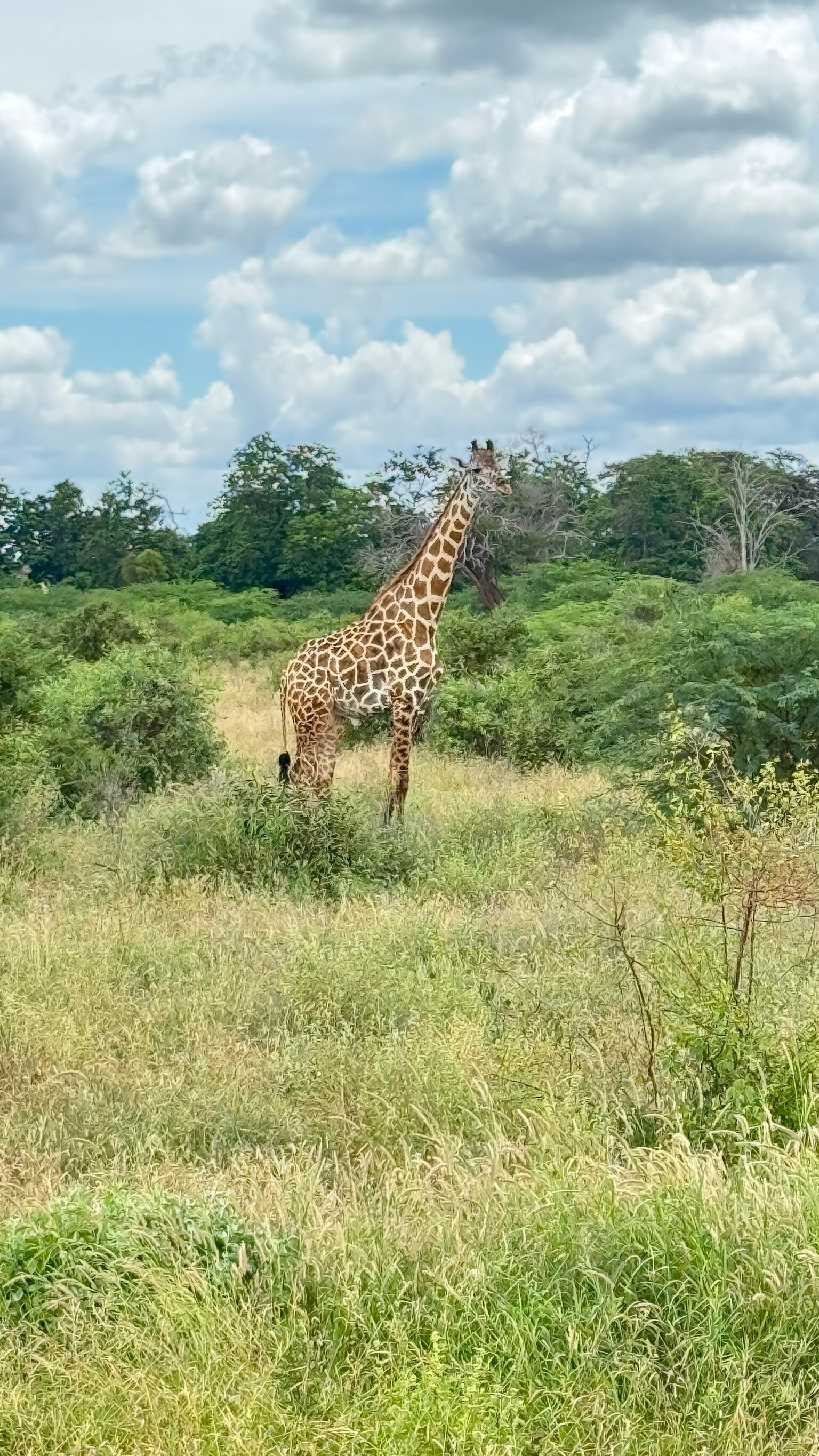 Giraffe in der Wildnis