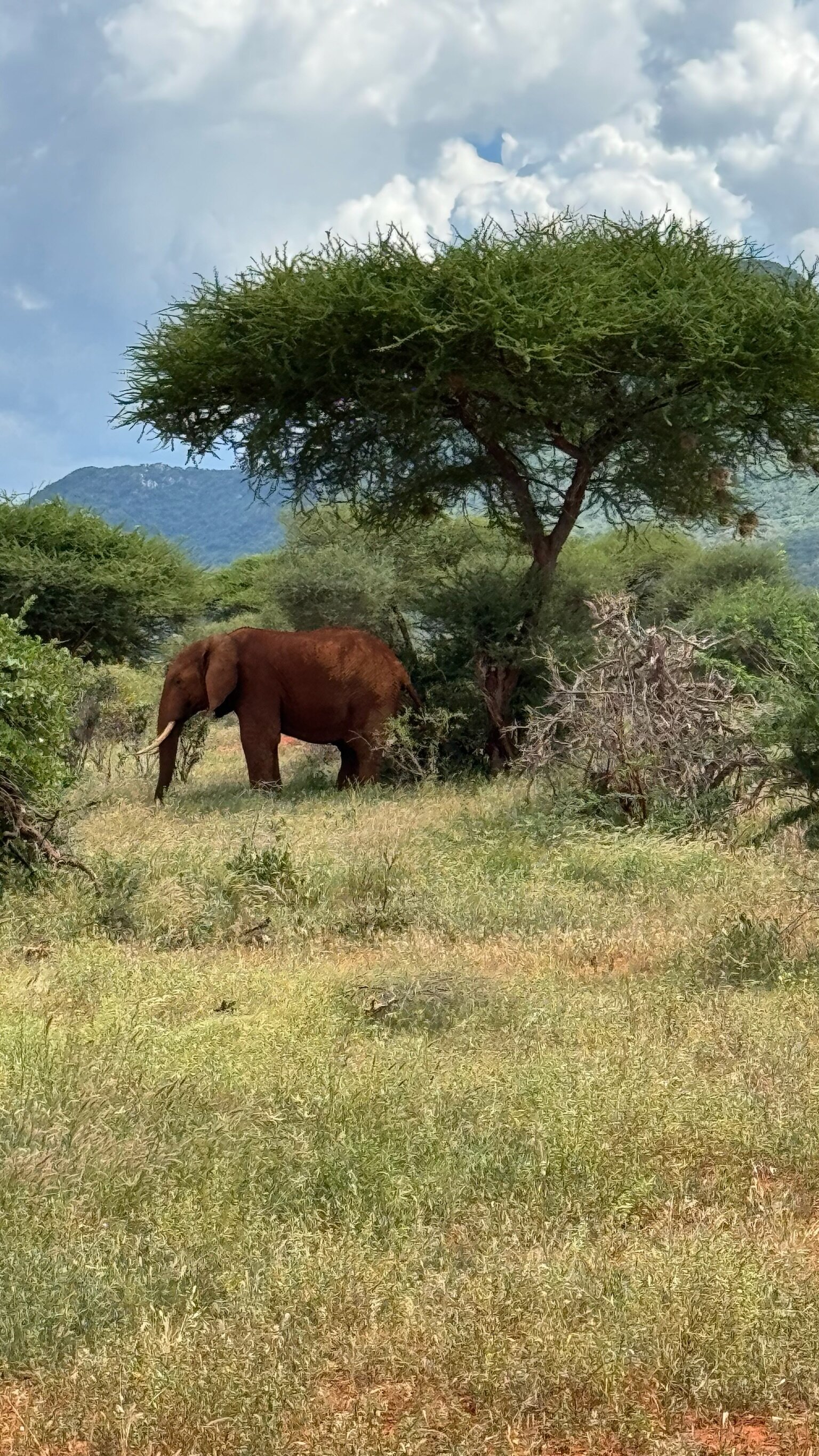 Amboseli Safari