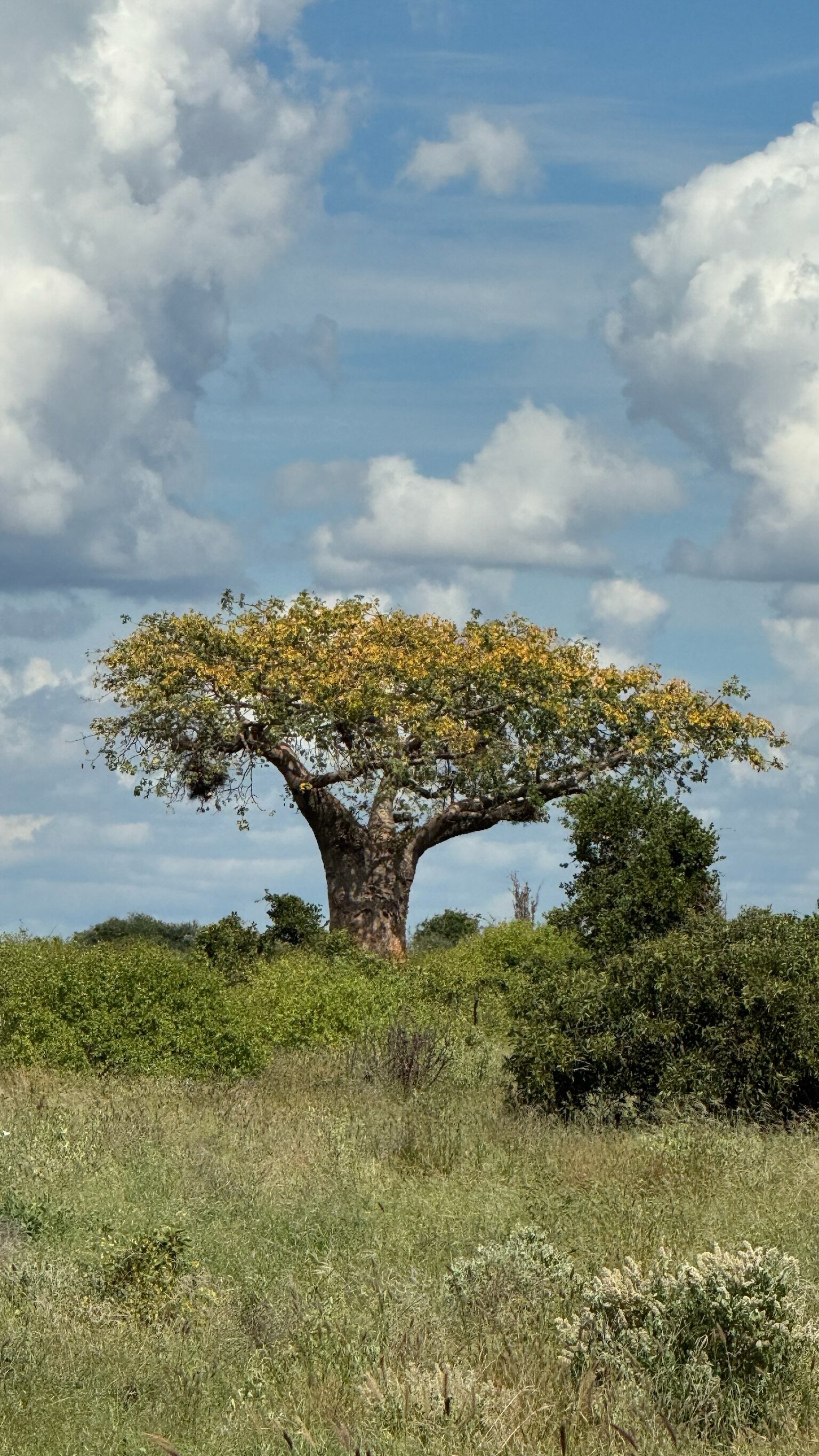 Baobab Baum